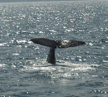 Sperm whale on Abtauchkurs